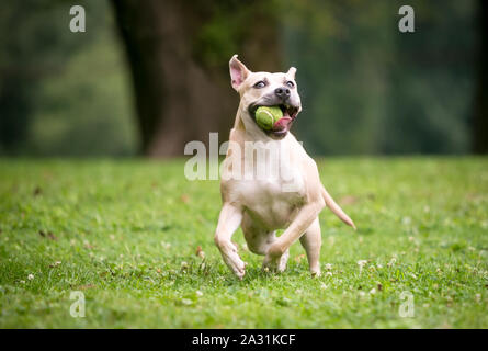 Un pit-bull terrier dog fonctionnant à l'extérieur et tenant une balle dans sa bouche Banque D'Images