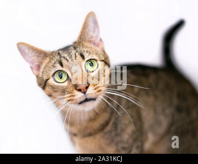 Un large-eyed brown tabby shorthair domestique cat on a white background Banque D'Images