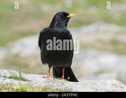 Alpine Chough Pyrrhocorax graculus) (dans les montagnes du parc national Picos de Europa en Espagne Banque D'Images