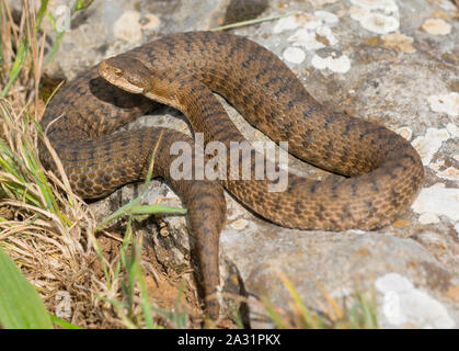 Femme, vipère aspic (Vipera aspis) dans les Pyrénées espagnoles, Espagne Banque D'Images