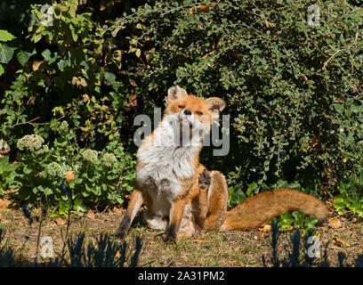 Le renard roux, Vulpes vulpes, seule femelle adulte, gratter dans jardin urbain au cours de la journée. Lea Valley, Essex, Royaume-Uni. Banque D'Images