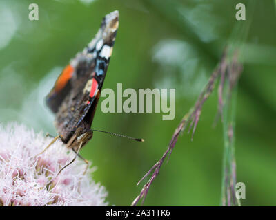 Papillon Vulcain (Vanessa atalanta) sur l'alimentation adultes-chanvre Eupatorium cannabinum agrimony (fleurs) Banque D'Images