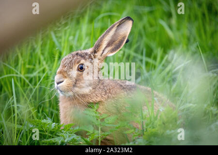 Wild hare belle fermer jusqu'au soleil du soir. Une précision de la Lièvre brun (Lepus europaeus) photographié dans Dorset sur un petit pays en voie e Banque D'Images