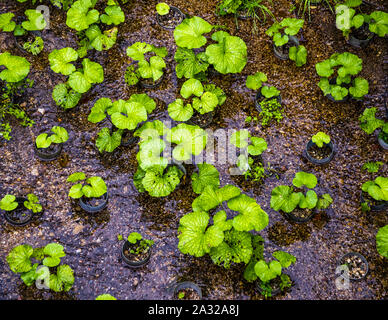 Jeunes plants de wasabi dans des pots de culture. Wasabi croît très lentement. La tige du wasabi est récoltée. Jusqu'à l'échéance prend deux à trois ans Banque D'Images