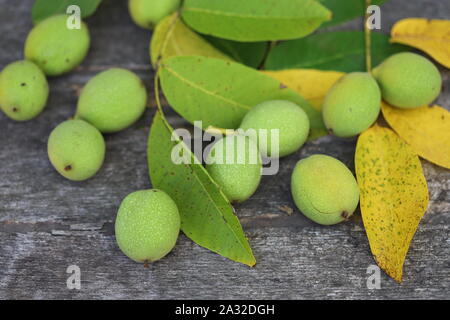 Les noix d'un arbre arraché dans une carapace verte. La récolte des noix. Focus sélectif. Macro. Banque D'Images