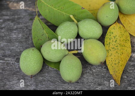 Les noix d'un arbre arraché dans une carapace verte. La récolte des noix. Focus sélectif. Macro. Banque D'Images