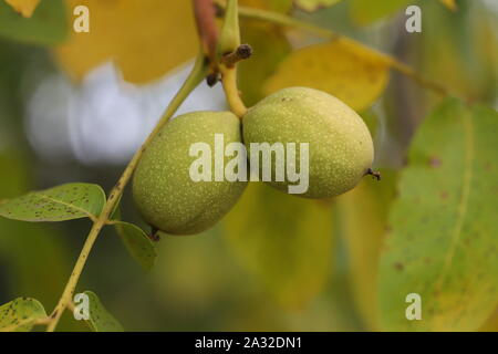 Les noix d'un arbre arraché dans une carapace verte. La récolte des noix. Focus sélectif. Macro. Banque D'Images