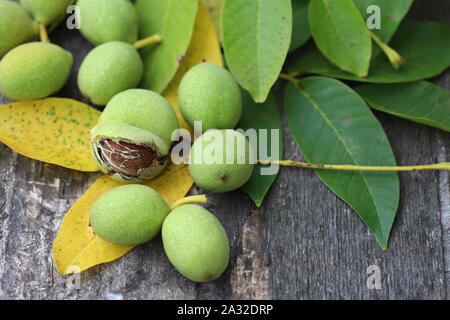 Les noix d'un arbre arraché dans une carapace verte. La récolte des noix. Focus sélectif. Macro. Banque D'Images