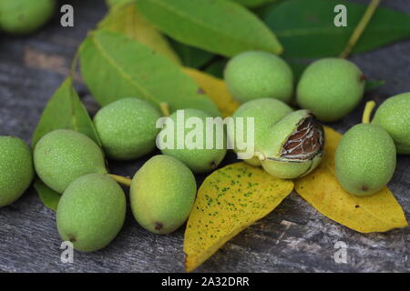 Les noix d'un arbre arraché dans une carapace verte. La récolte des noix. Focus sélectif. Macro. Banque D'Images