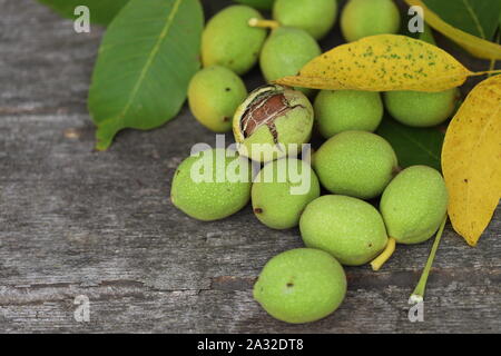 Les noix d'un arbre arraché dans une carapace verte. La récolte des noix. Focus sélectif. Macro. Banque D'Images