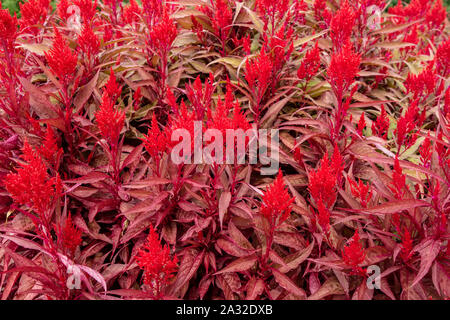 Arrière-plan de la Célosie rouge vif Souffle du dragon plante florifère annuelle avec les fleurs en forme de flammes. Banque D'Images