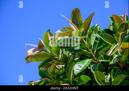 Ficus grosses feuilles close-up contre le ciel bleu Banque D'Images