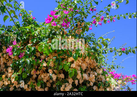 Physalis bush de fleurs et de fruits contre le ciel bleu Banque D'Images