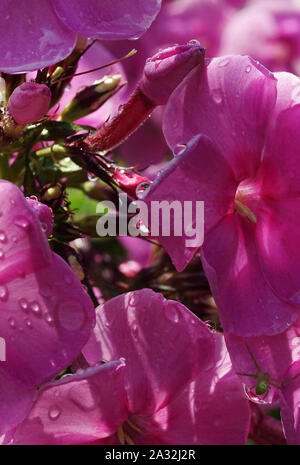 Fleurs phlox rose avec des gouttes de pluie après un jour ensoleillé Banque D'Images