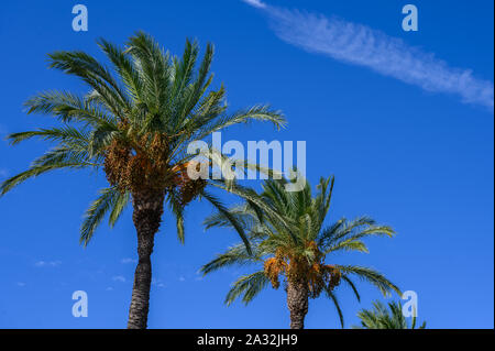 Deux palmiers en diagonale contre le ciel bleu et nuages Banque D'Images
