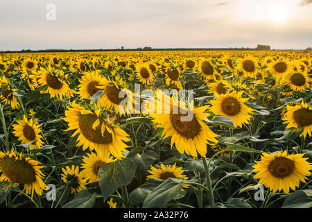 Champ de tournesols dans un paysage rural Banque D'Images