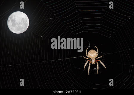 Orb jardin araignée dans le web sous une pleine lune Banque D'Images