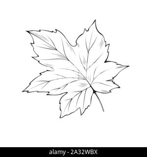 Feuille d'érable hand drawn vector illustration. L'action de grâce, la saison d'automne, symbole du Canada aperçu libre. La flore de la forêt, élément d'herbier dessin monochrome isolé sur fond blanc Illustration de Vecteur