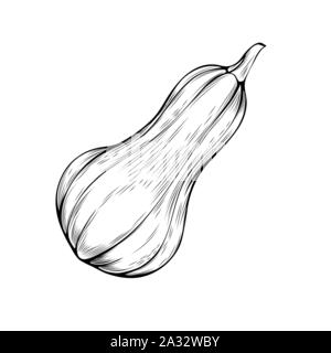 Gourde bio hand drawn vector illustration. L'action de grâce, le croquis de l'agriculture symbole. Citrouille naturel, fresh Vegetable dessin monochrome isolé sur fond blanc. La récolte d'automne Illustration de Vecteur