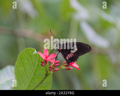 Transandean Cattleheart Cattleheart ou rose (Papillon Parides iphidamas) sur Fleur rouge Banque D'Images