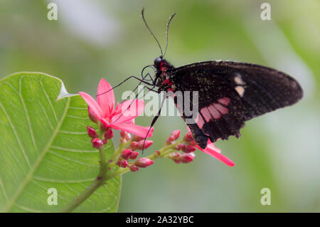 Transandean Cattleheart Cattleheart ou rose (Papillon Parides iphidamas) sur Fleur rouge Banque D'Images