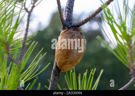 Gros plan d'œufs de mantis en prière (apaca) sur un pin arbre Banque D'Images