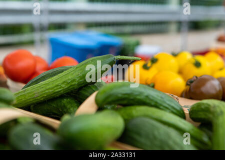 Une vue rapprochée des légumes biologiques, concombres et tomates affichée sur un stand lors d'un salon de l'agriculture l'agriculture et la vente de produits locaux. Banque D'Images