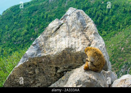 Macaque de Barbarie (Macaca sylvanus) dans la région de Yemma Gouraya, Bejaia, Algérie Banque D'Images