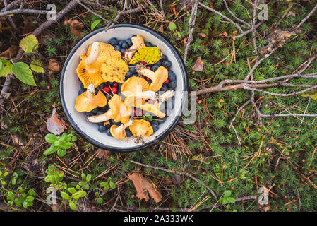 Girolles, myrtilles sauvages (myrtilles) et l'airelle rouge dans un bol sur la mousse avec des rameaux et aiguilles de pin. Les baies sauvages et les champignons Banque D'Images