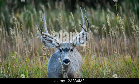 Mule Deer buck/ stag (Odocoileus hemionus) Jefferson County, Colorado, USA Banque D'Images