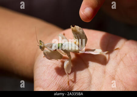 Mantis de fleur sur la main d'enfant Banque D'Images