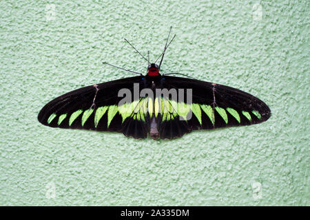 Beau papillon accroché au mur de ciment Banque D'Images