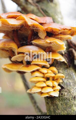 Colybie a, hiver, champignon poussant sur un tronc d'arbre à feuilles larges dans un bois. Exeter, Devon, UK. Banque D'Images