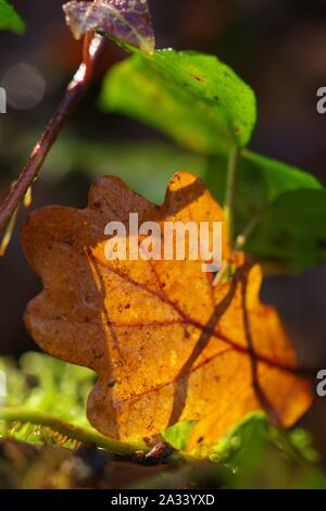 Tombé rétroéclairé orange Feuille de chêne français (Quercus robur) sur le sol au milieu des bois le lierre (Hedera) hedrix, Exeter, Devon, UK. Banque D'Images