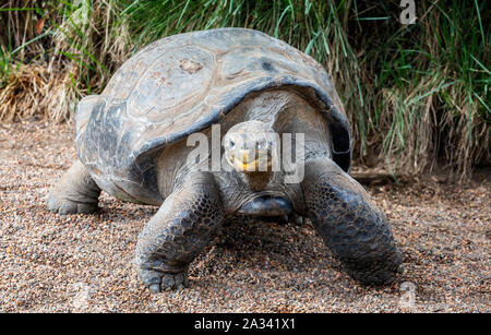 Close up of Galapagos Giant Tortoise Banque D'Images