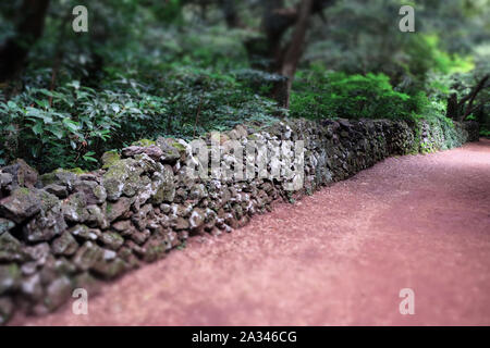 Bijarim Forêt. La plus grande forêt d'espèces dans le monde. Jeju, Corée. Banque D'Images