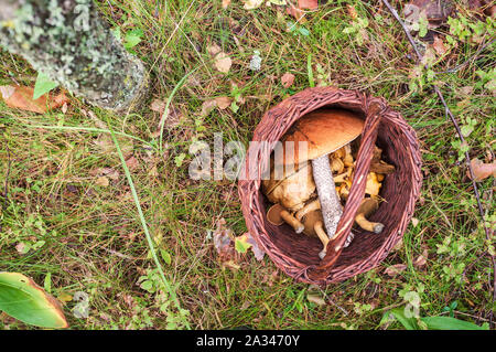 Un panier en osier rempli de moitié une variété de champignons se trouve dans l'herbe dans la forêt. Vue d'en haut. Banque D'Images