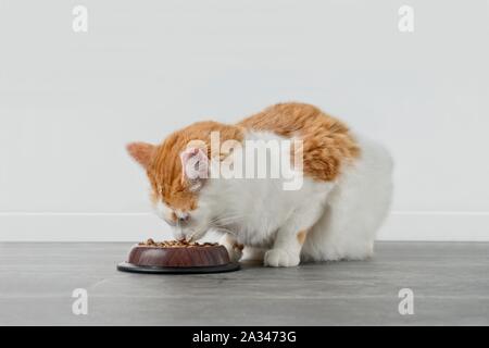 Curieux chat tigré sniffer sur un bol avec de la nourriture pour chats. Banque D'Images