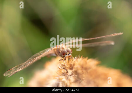 Libellule sur l'herbe dans le coucher du soleil sur la soirée d'automne. Vue d'en haut. Close-up. Banque D'Images