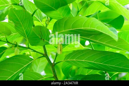 Belle fleur jaune, couleur des fleurs d'ylang-ylang sur vigne dans un jardin verdoyant. Banque D'Images