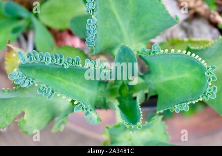 Bryophyllum Daigremontianum, Devil's backbone, Mère de milliers de plantes, Alligator ou Mexican Hat Décoration végétale dans le superbe jardin. Un Succule Banque D'Images