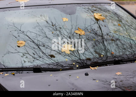 Les feuilles d'automne sur le pare-brise d'une voiture sombre. Gouttes de pluie sur une voiture. Concept d'automne. Banque D'Images