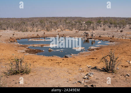 Waterhole Halali avec les impalas, Koudous et Zebra, potable paysage de savane sèche Etosha National Park, Namibie Banque D'Images