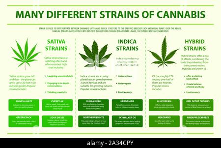 De nombreuses souches différentes du cannabis sur le cannabis illustration infographique horizontale comme la phytothérapie, la santé et la science médicale vecteur. Illustration de Vecteur