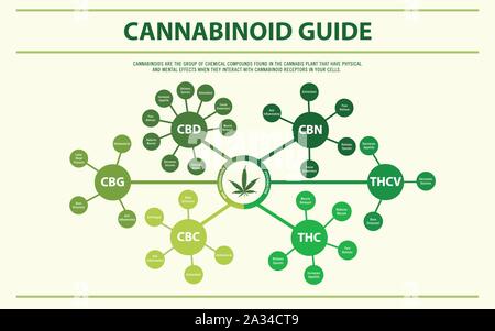 Guide de cannabinoïdes illustration infographique horizontale sur le cannabis comme produits de la médecine alternative, de la santé et des sciences médicales. Illustration de Vecteur
