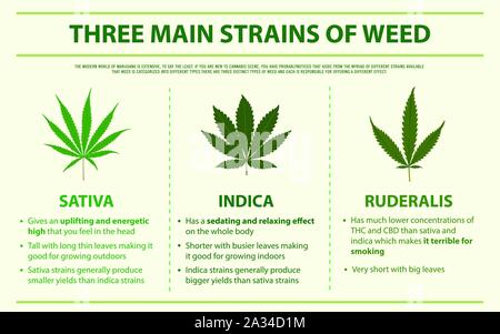 Trois souches principales mauvaises herbes de l'illustration infographique horizontale sur le cannabis comme produits de la médecine alternative, de la santé et des sciences médicales. Illustration de Vecteur