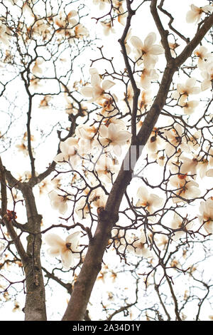 Belles fleurs de magnolia. Magnolia arbre en fleurs au printemps. Banque D'Images