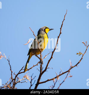 Un Bokmakierie ird assis dans un arbre dans le sud de savane africaine Banque D'Images