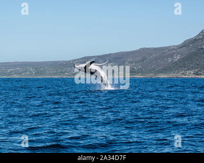 Un Humpback Whale breaching en face de Cape Point à False Bay, Afrique du Sud Banque D'Images