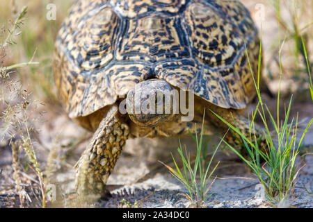 Tortue léopard de tortues dans la nature habitat, nord de l'Afrique du Sud, Safari wildlife Banque D'Images